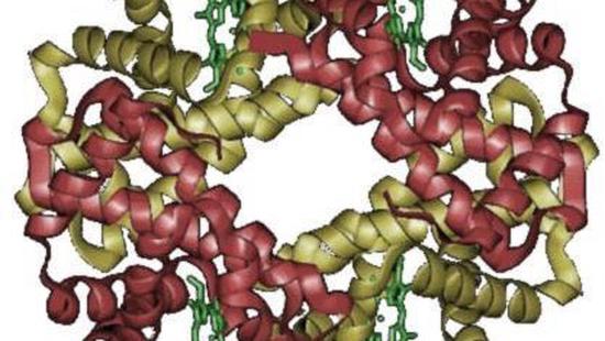 Protein interaction network